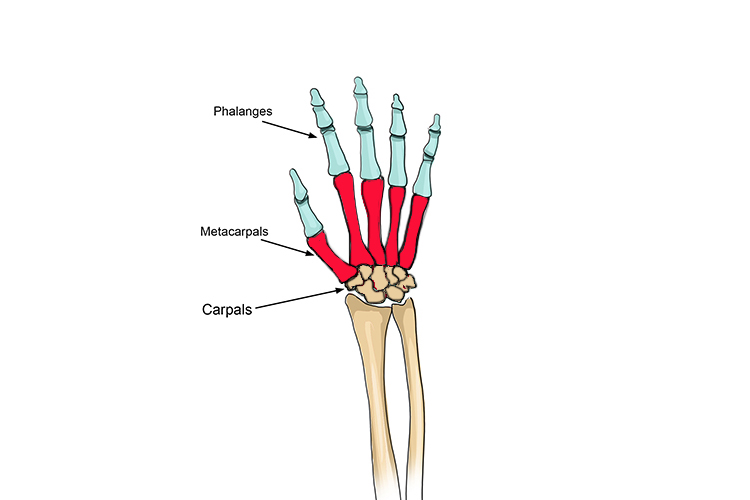 The metacarpals connect the fingers to the wrist, these don’t freely move but move the hand up and down